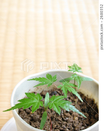 japanese maple, iroha autumn leaves, bud 2680352