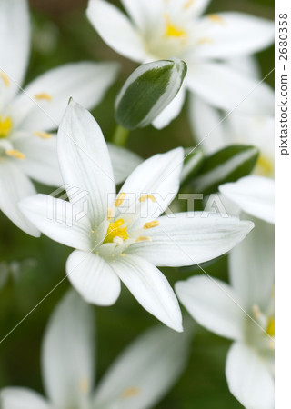 伯利恆之星 2680358