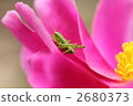 蚱蜢 蝗蟲 一隻動物 2680373