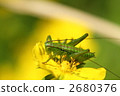 蚱蜢 蝗蟲 一隻動物 2680376