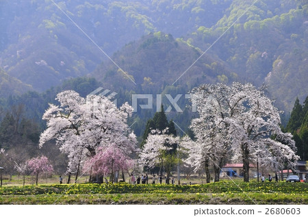 Shirataka Town“Twelve Cherry Blossoms” Shirataka Town“Twelve Cherry Blossoms” 2680603