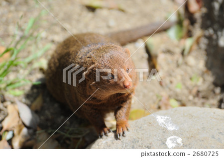 Kobito Mongoose Kobito Mongoose 2680725
