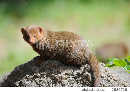 Kobito Mongoose Kobito Mongoose 2680726