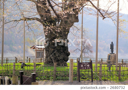 Shokawa Sakura 2680732