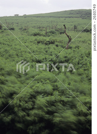 Saipan's woods Saipan's woods 2680749