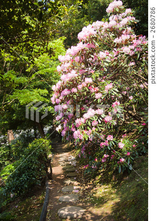 杜鵑 杜鵑 2680786