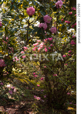 Rhododendron Rhododendron 2680799