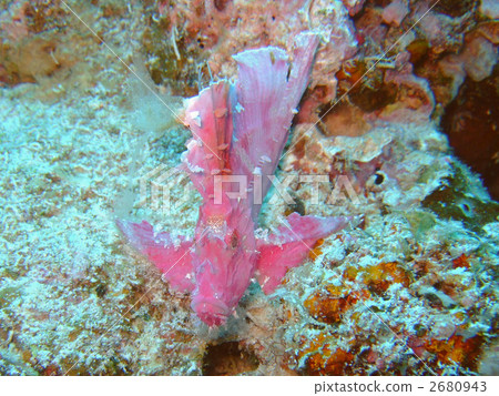 stonefish, paperfish, leaf scorpionfish 2680943