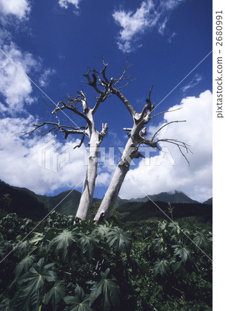 一棵樹死了 2680991