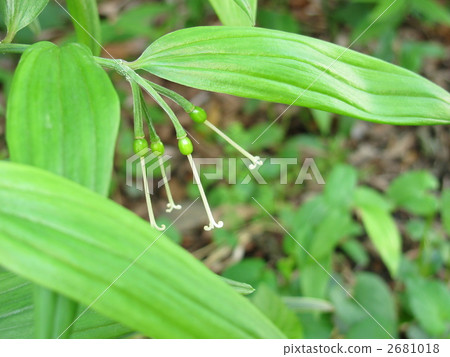 disporum sessile, fruit, flower statue 2681018