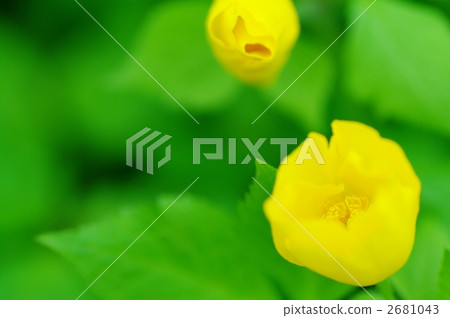 研布索 多年生罌粟 花朵 2681043