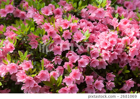 Rhododendron Rhododendron 2681069