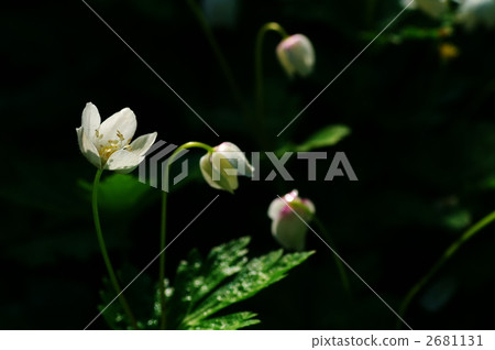 soft windflower, wind flower, backlight 2681131