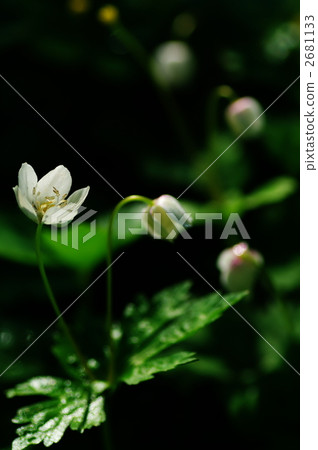 soft windflower, wind flower, backlight 2681133