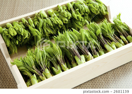 山野菜 科氏博爾 香芹(繖形)目 2681139