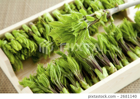 山野菜 科氏博爾 香芹(繖形)目 2681140