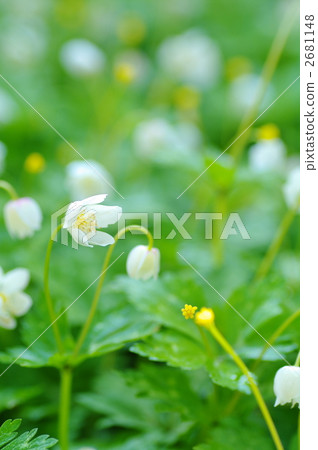 soft windflower, wind flower, bloom 2681148
