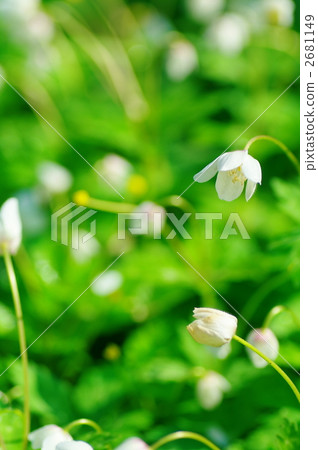 軟白頭翁 秋牡丹 花朵 2681149