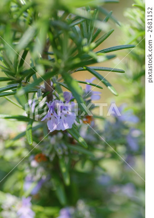迷迭香 花朵 花 2681152