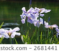 菖蒲 鳶尾 西伯利亞鳶尾 2681441