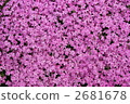 Full bloom moss 2681678