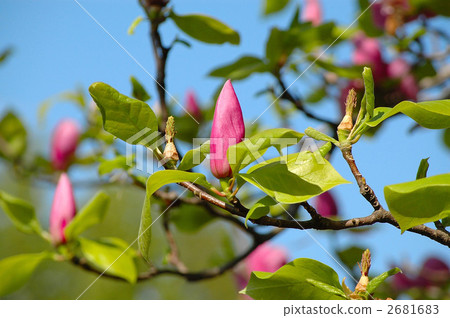 紫色和軟體動物的芽 2681683