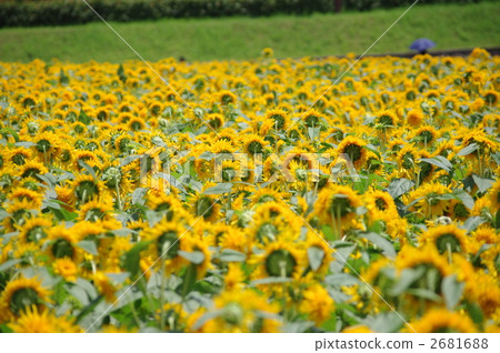 向日葵花田 花園 花朵 2681688