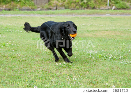 Flat-coated retriever 2681713