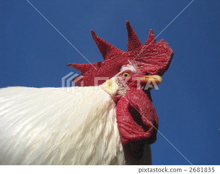 Blue sky chicken Blue sky chicken 2681835