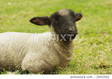 一隻小羊 2682092