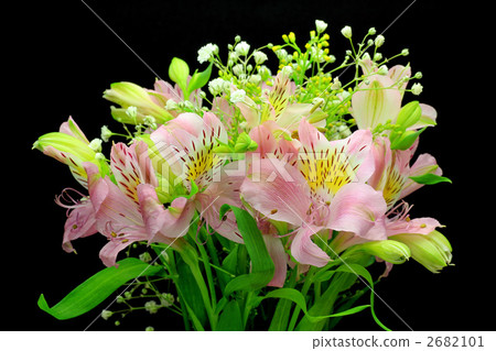 Alstroemeria Alstroemeria 2682101