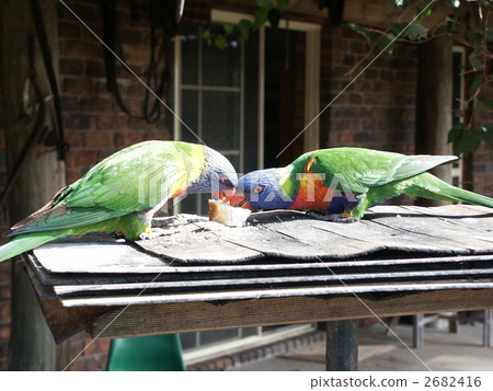 Cairns Gossyphoi Cairns Gossyphoi 2682416