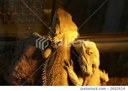 Lid agostas lizard Lid agostas lizard 2682614