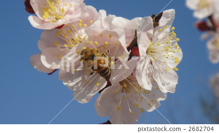 從梅花的蜂蜜蜂蜜抽煙的蜂蜜 從梅花的蜂蜜蜂蜜抽煙的蜂蜜 2682704