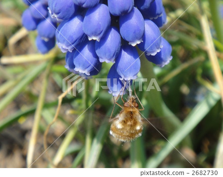 天鵝絨樹阿布吮吸穆斯卡里的蜂蜜 天鵝絨樹阿布吮吸穆斯卡里的蜂蜜 2682730