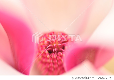 lily magnolia, pink flower petals, stamen 2682793