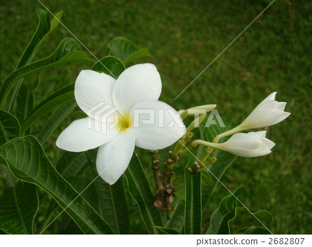 斯里蘭卡雞蛋花 2682807