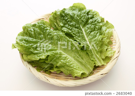 桑切(10張) 桑切(10張) 2683040