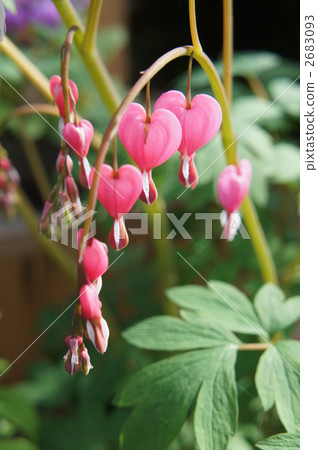 Chinese flower grass 2683093
