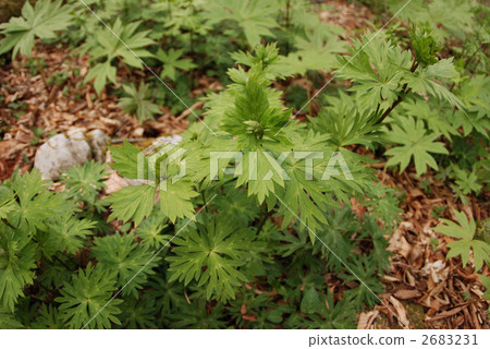 Torikabuto離開 2683231