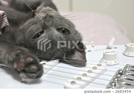 俄羅斯藍貓 淺藍色 小貓 2683454