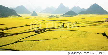 羅黑的油菜花田 2683933