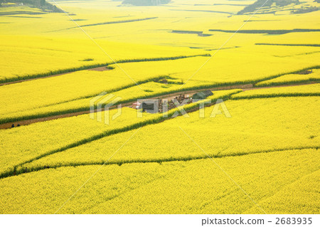 羅黑的油菜花田 2683935