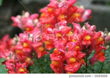 金f牙（下雨）009 2684006