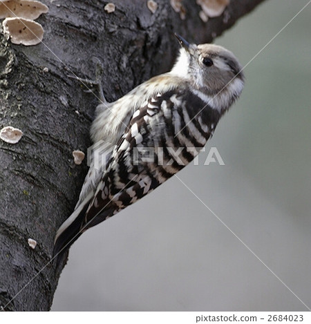 Ezokokera Ezokokera 2684023