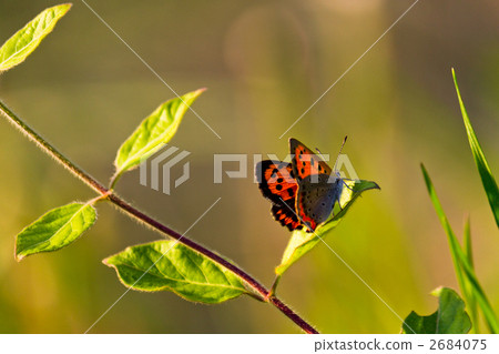 Lycaena phlaeas Lycaena phlaeas 2684075
