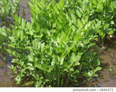 Cultivation of Seri 2684371