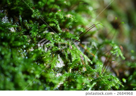 Spore of moss Spore of moss 2684968