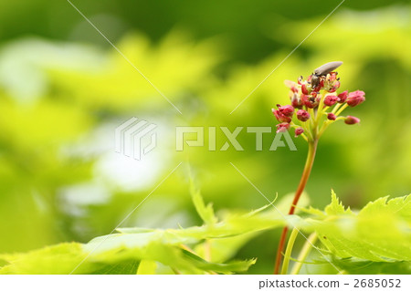 Flowers and insects of Ouita yayuigi 2685052
