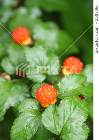 Niga-strawberry fruit 2685066